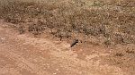 15-Stumpy tailed lizard thinks about crossing the track